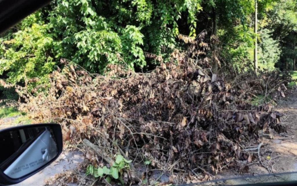 En Villa Elisa, cayó un árbol en la calle, no lo sacan y hubo un accidente
