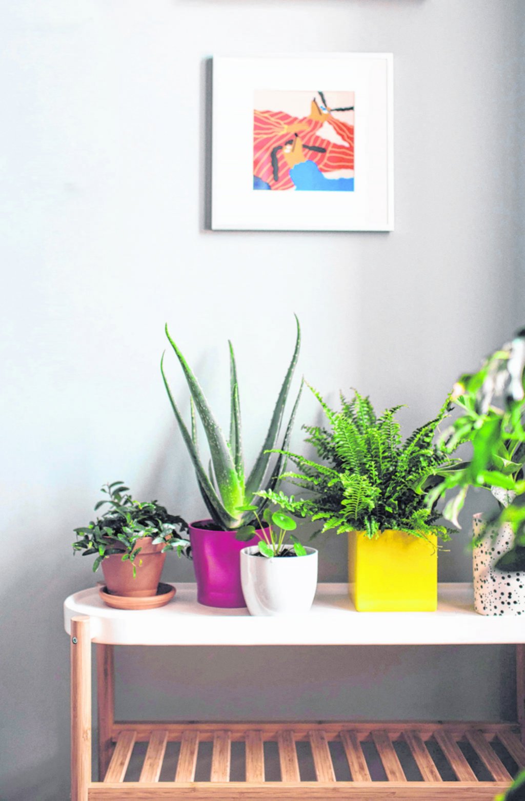 Las plantas oxigenan el hogar