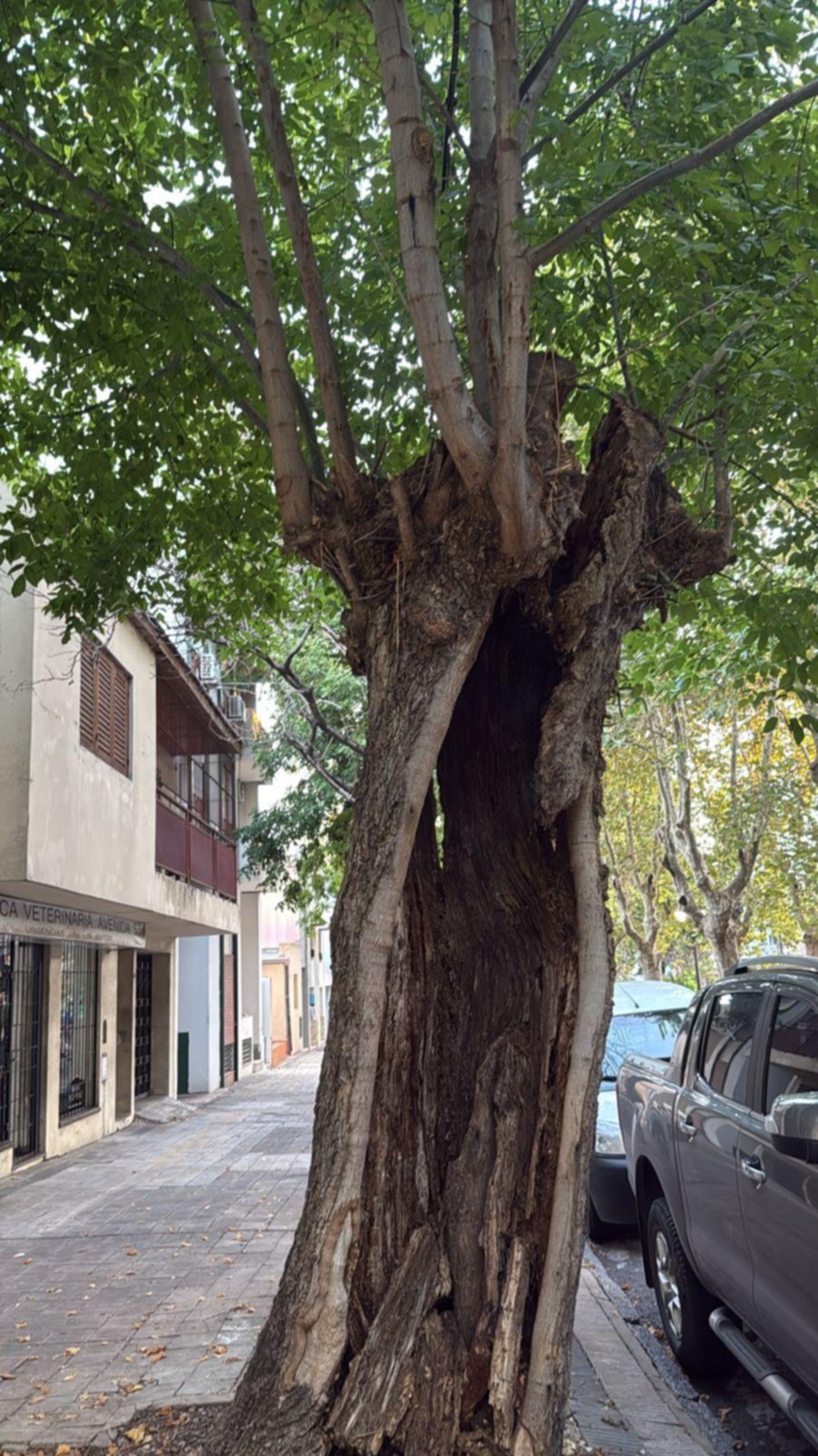 Advierten por el estado de un árbol que “está a punto de partirse al medio”