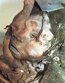 La indiecita que durmió 500 años y una historia de momias y sacrificios
