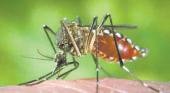 ¿Habrá que convivir con el dengue?