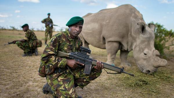 Un ejército para proteger al último rinoceronte blanco