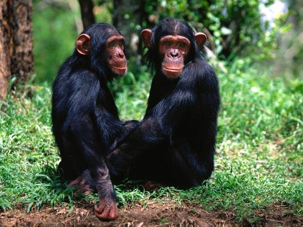 Reconocen a dos chimpancés como "personas legales"