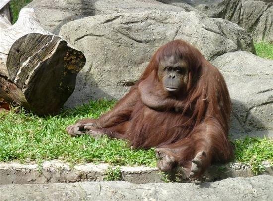 Reconocen derechos de una orangután en el Zoo de Buenos Aires
