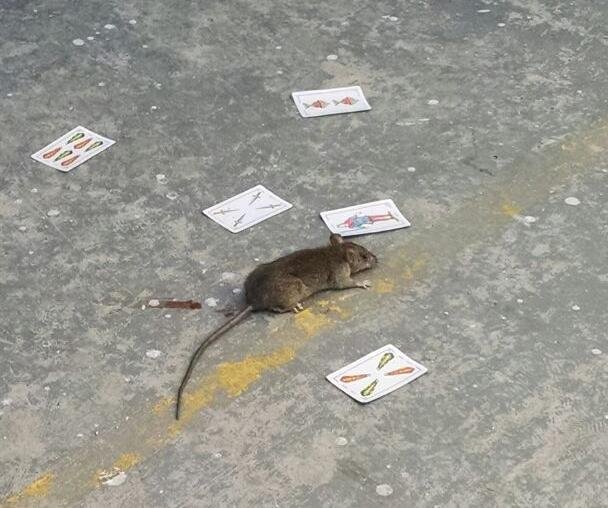 Cruces por la aparición de un roedor en el Instituto Bivongi