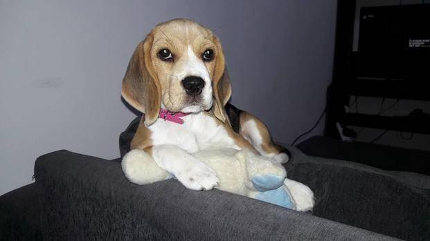 Los dueños dormían, entraron por un balcón y se llevaron una perrita