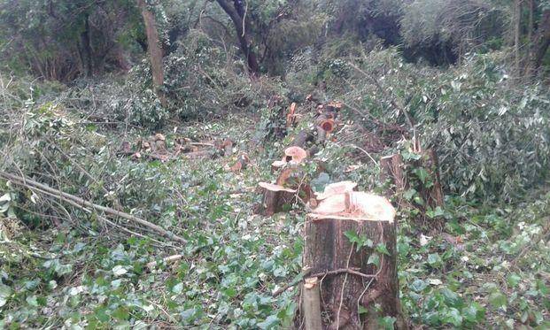 Los ambientalistas vuelven a la carga por el desmonte ribereño