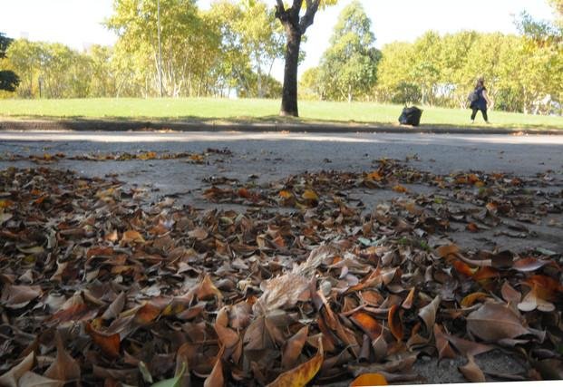 Juntan hasta 60 mil bolsas por semana de hojarasca