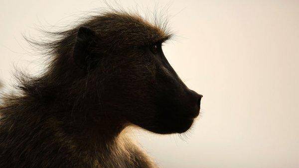 Un mono vivió tres años con el corazón de un cerdo