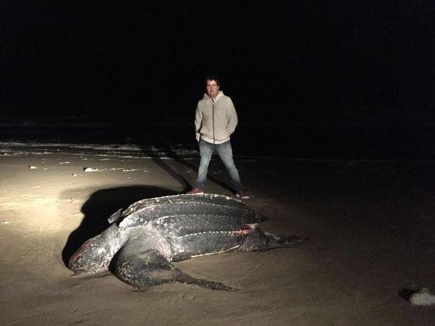 Tortuga gigante en Pinamar