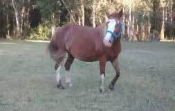 Desaparecieron tres caballos de un campo en  Los Porteños