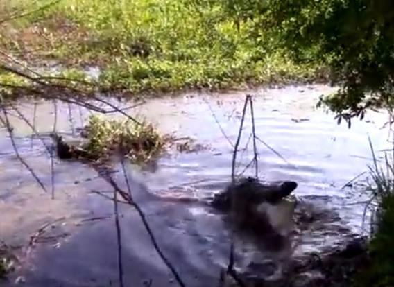 Capturan en video a un cocodrilo comiéndose un "familiar"