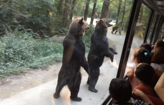 Los osos caminantes sorprenden a los turistas
