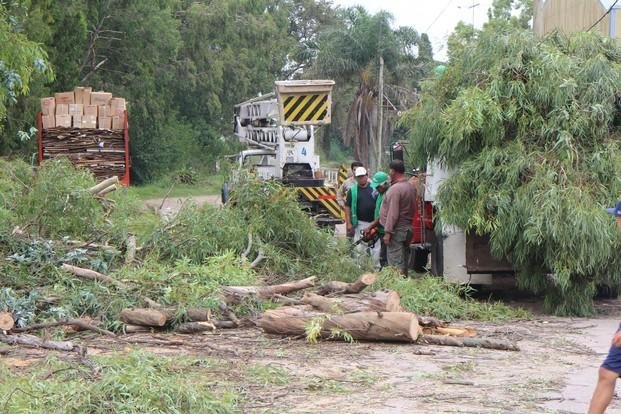 Avanza proyecto para reciclar residuos de poda