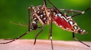 Notificaron la existencia de 56.800 casos de dengue en el país