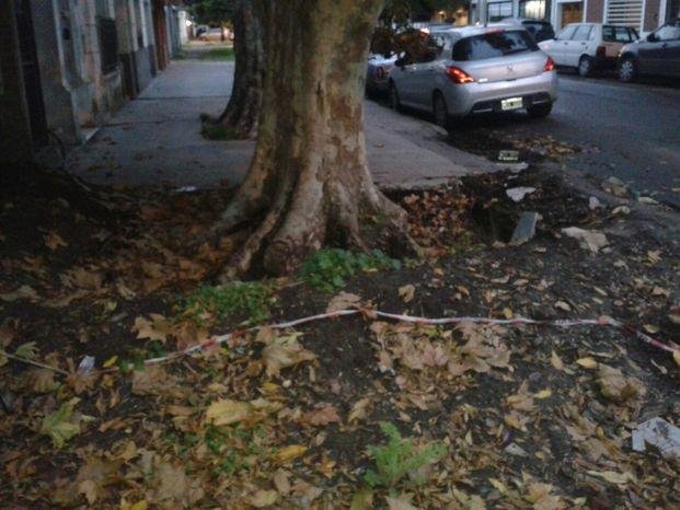 Aseguran que las raíces de un árbol 
destruye parte de la acera en 70, 14 y 15