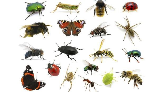 La entomología forense: cuando los insectos aportan pruebas a la Justicia