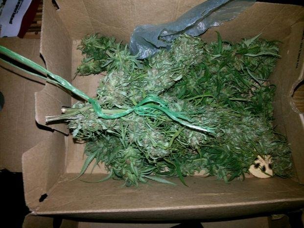 Encontraron varias plantas  de marihuana en Villa Elvira