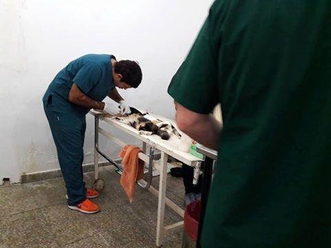 Operativo de castración en Solano