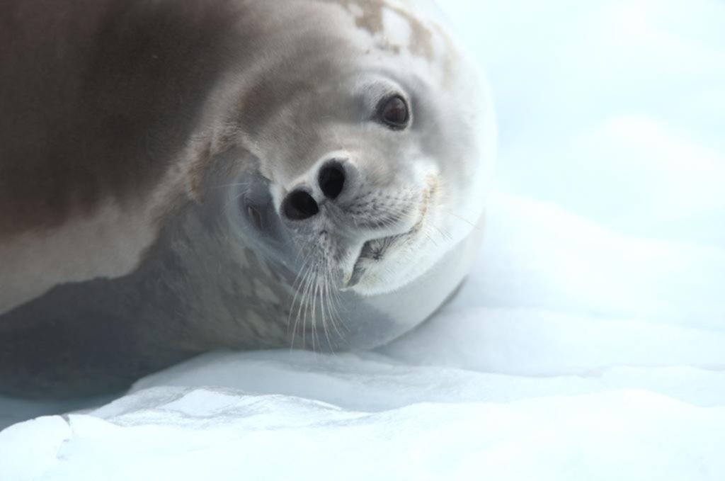 La fauna de la Antártida, sobrevive con problemas en un ecosistema frágil y aislado