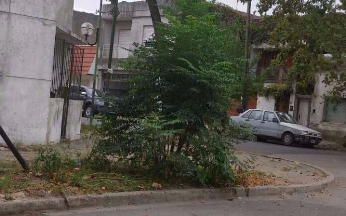 Advierten por una planta que complica la visual en el cruce de 16 y 69