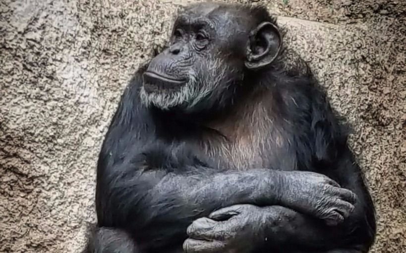 Trasladan a la chimpancé Cecilia a Brasil