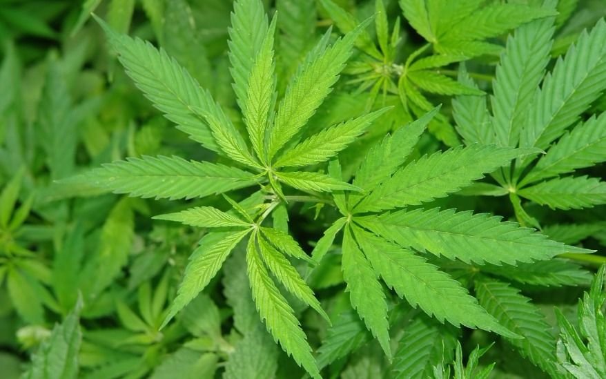 Uruguay lanzará en julio la venta de marihuana en las farmacias