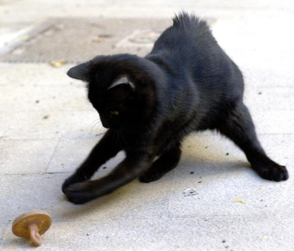 Los perros y gatos también quieren estar en forma