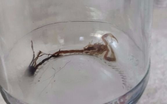 Alarma en Los Hornos por un nido de alacranes   