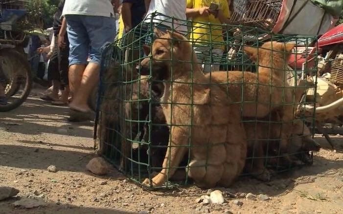 Taiwán decidió prohibir el consumo de perros y gatos en el país