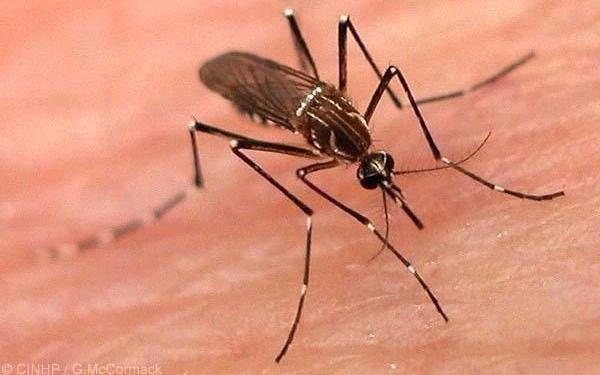 Aumenta el gasto mundial para combatir el dengue por el cambio climático