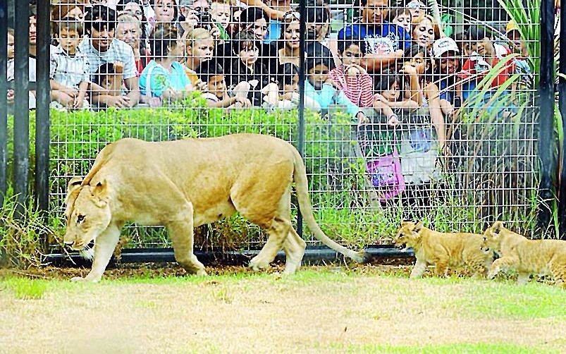 Murió "Andy", la leona del Zoo local    