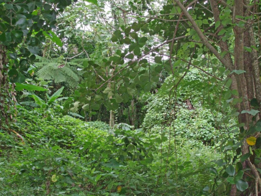 Bosques lluviosos del Caribe como “El Yunque”, albergan ecosistemas de gran diversidad