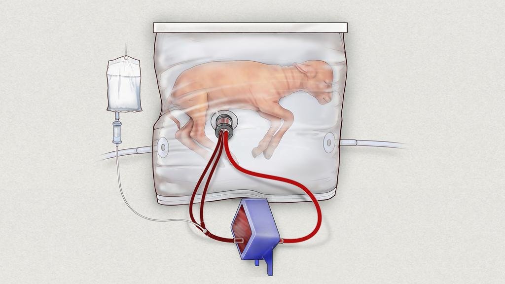 Desarrollan un útero artificial en bolsas de polietileno y ya lo probaron con éxito en animales