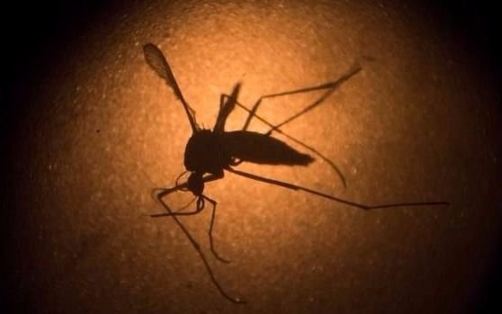Los mosquitos “invasores” pueden quedarse hasta un mes