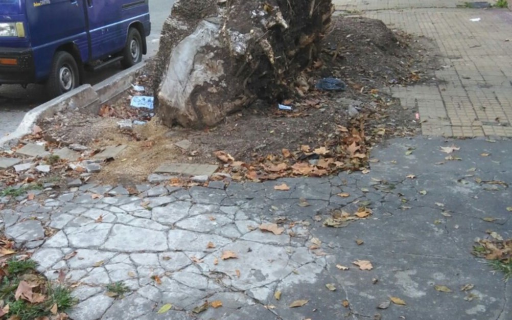 Quejas por un árbol a "medio extraer" a metros del Cementerio