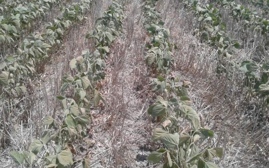 Santa Fe declarará la emergencia agropecuaria en el 40% de su territorio