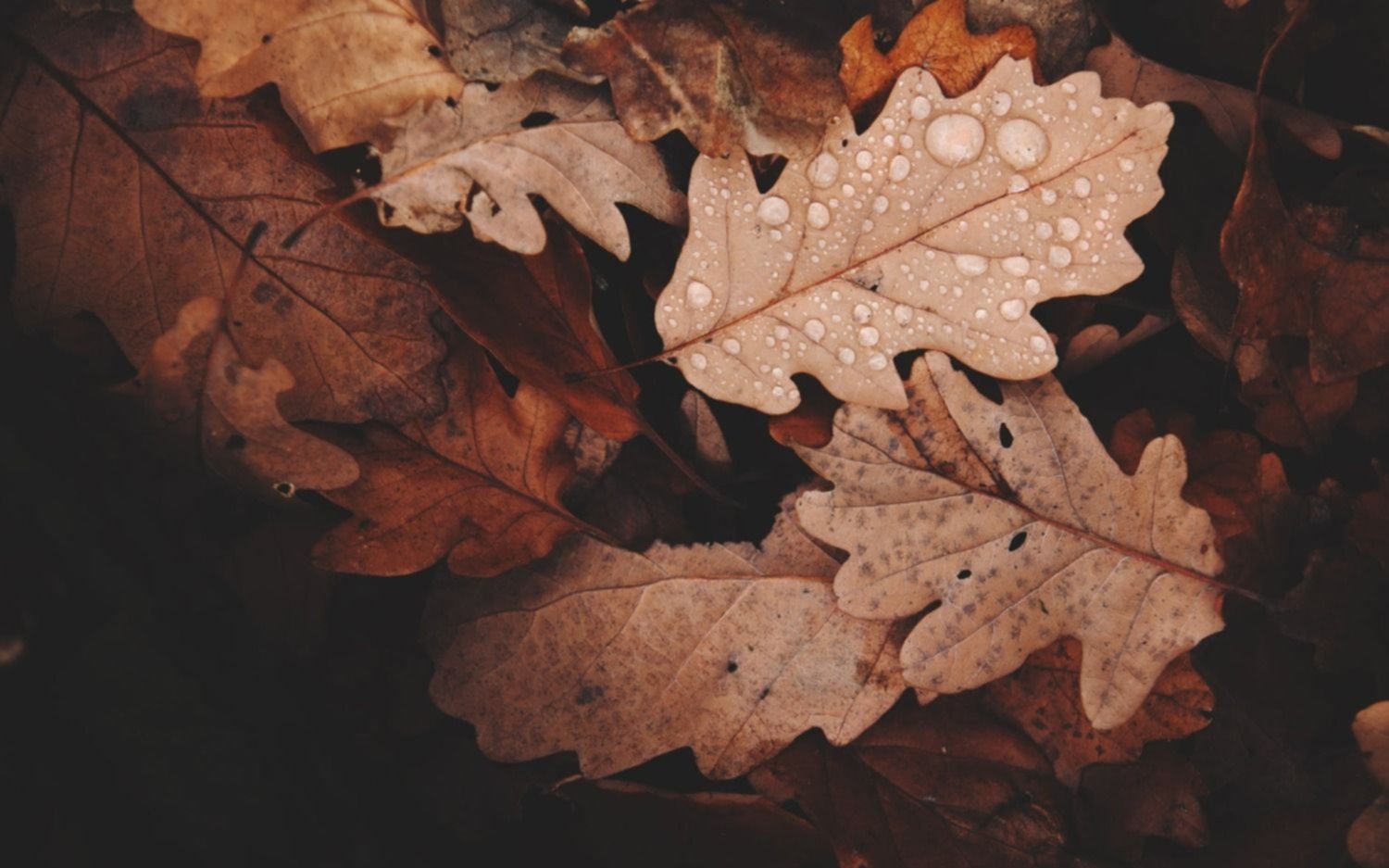 La revancha del otoño