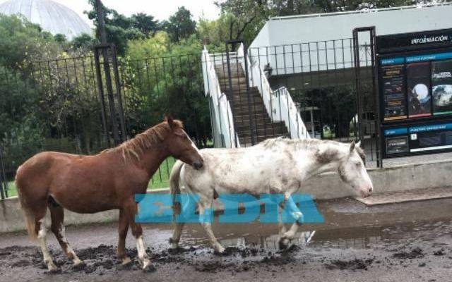 Alertan sobre la presencia de caballos sueltos en el Bosque