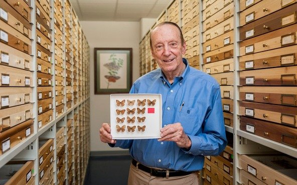 Descubren que una mariposa hallada hace 60 años pertenece a una nueva especie