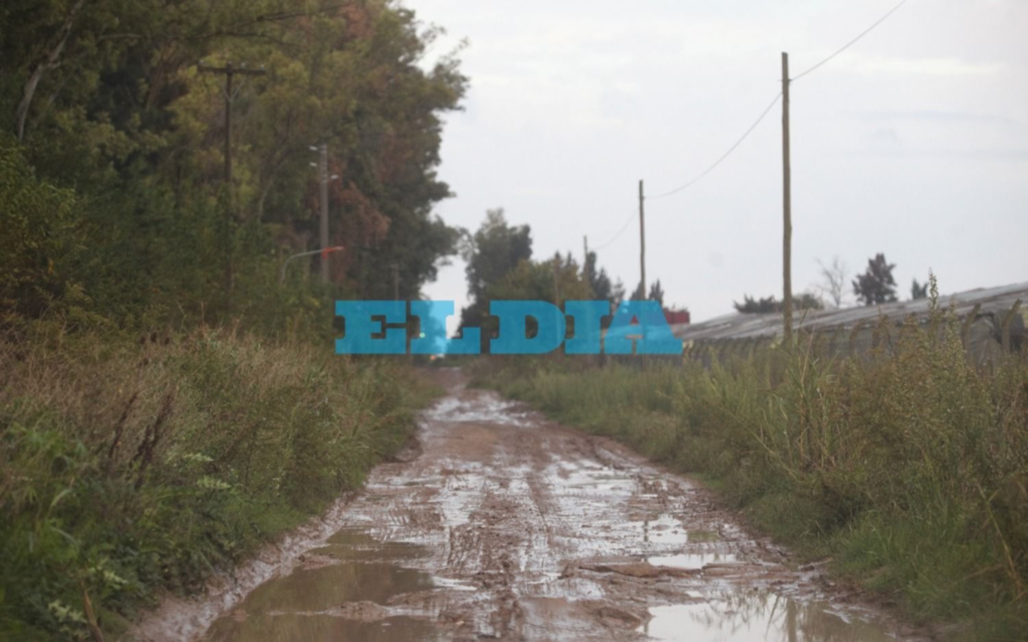 Pánico en La Plata y Berazategui: ¿un león anda suelto?