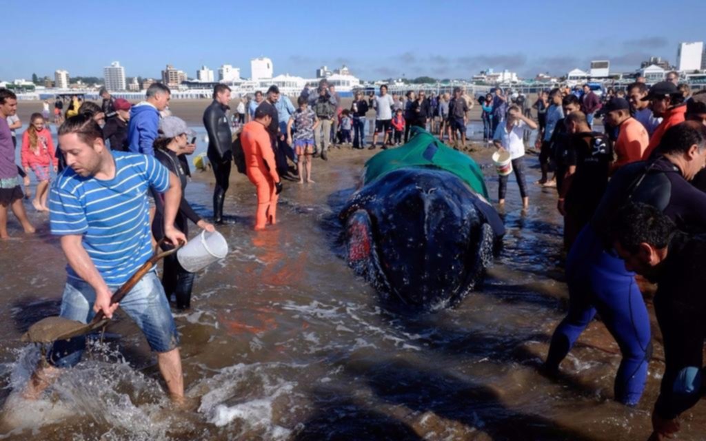 Miles de personas esperaban la marea para salvar una ballena