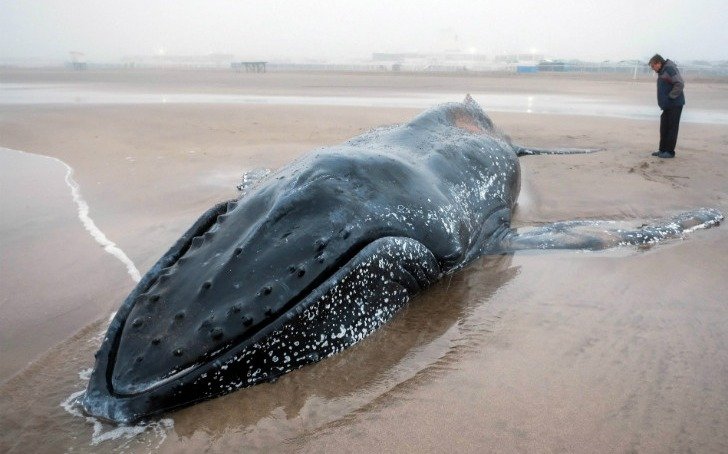 Murió la ballena que estaba varada en Mar del Plata