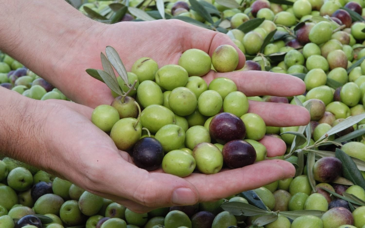 La ANMAT prohibió la venta de productos alimenticios y médicos