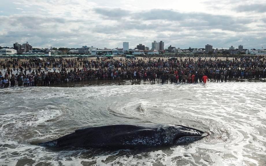 La ballena que murió en Puerto Mogotes será enterrada en una zona boscosa
