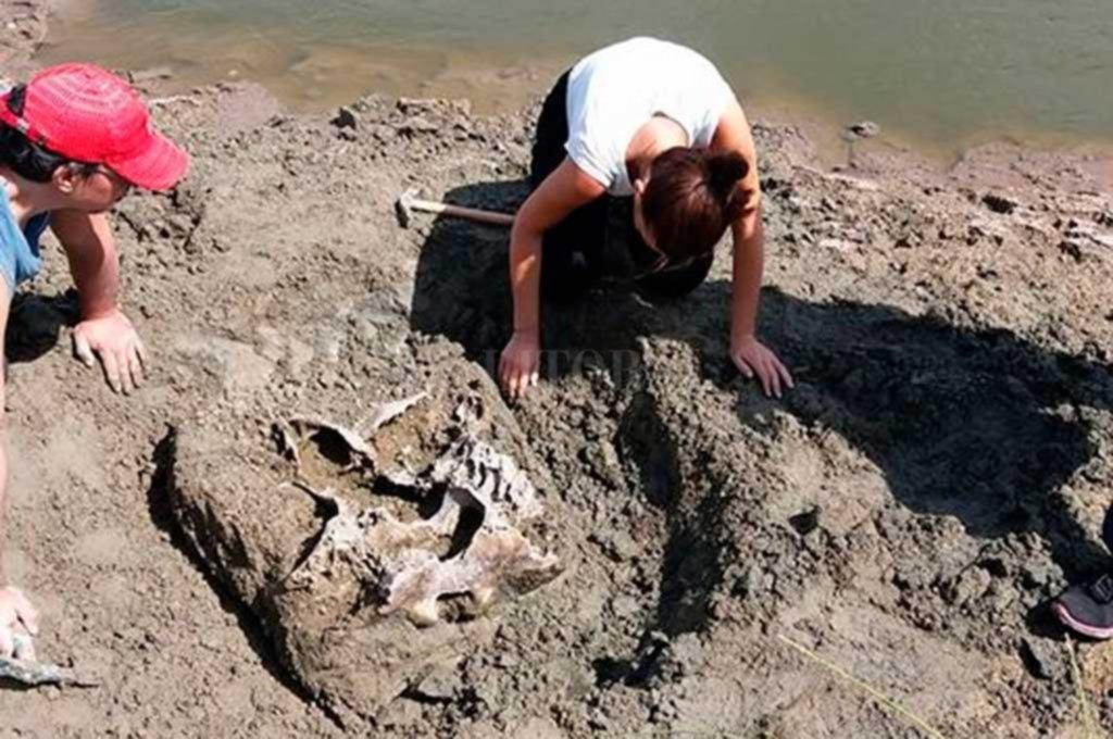 Rescatan el cráneo de un mastodonte en el Salado
