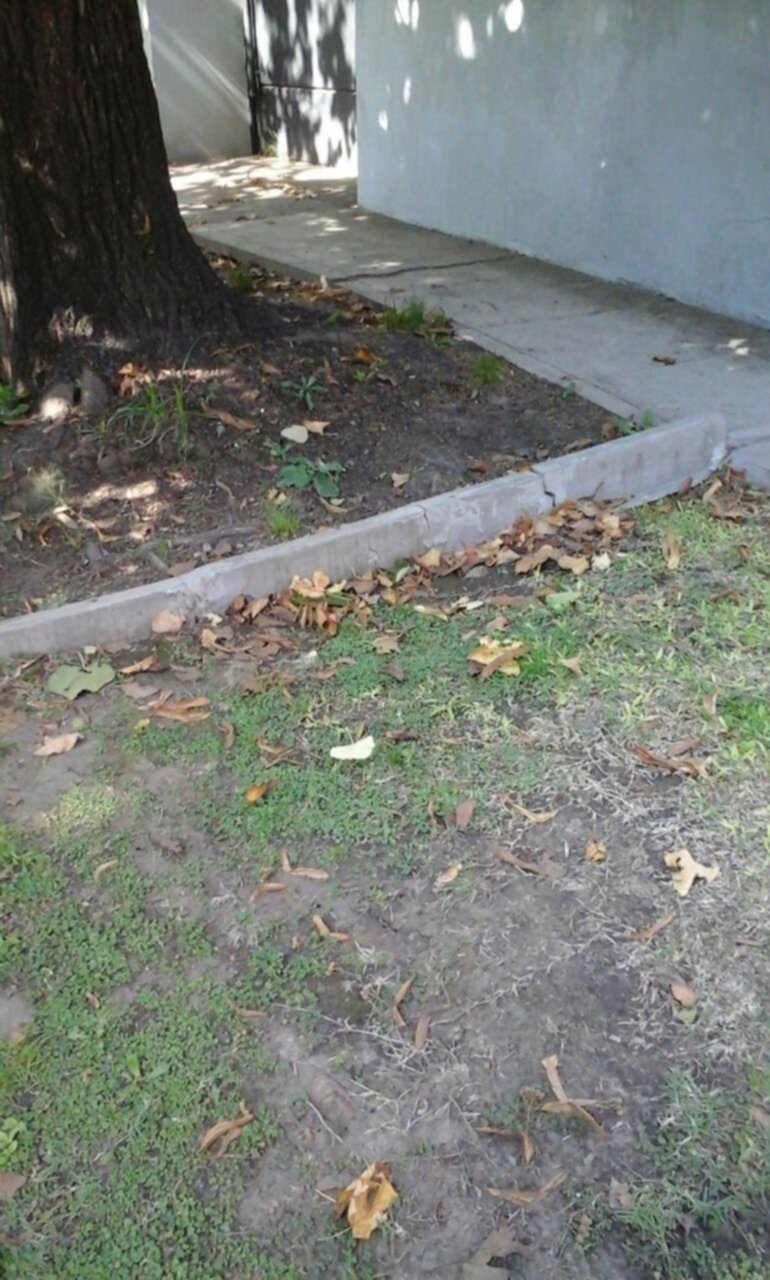 Piden intervenir por un tilo cuyas raíces rompen veredas
