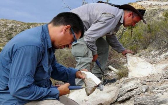 Hallan restos fósiles de 50 millones de años de antigüedad en La Pampa