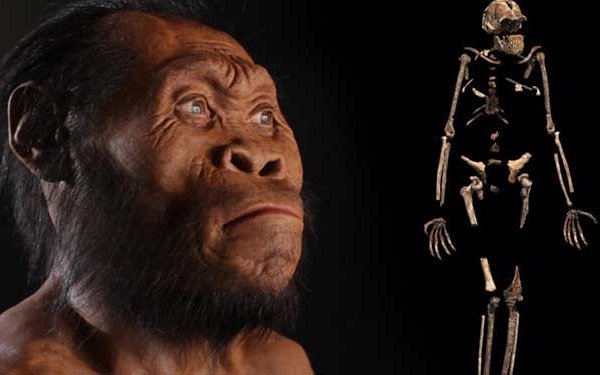 Presentaron la cabeza del Homo naledi, el misterioso eslabón de la evolución humana