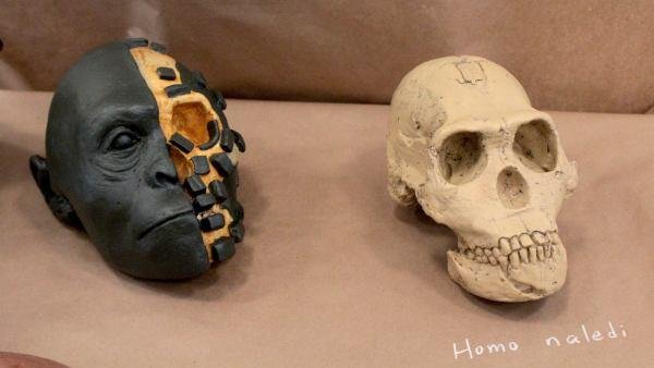 Presentaron la reconstrucción científica del “Homo naledi”, entre simio y hombre